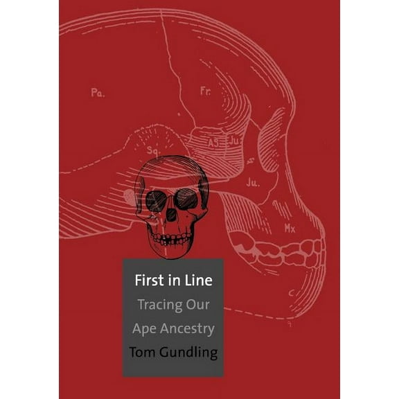 First in Line : Tracing Our Ape Ancestry (Paperback)