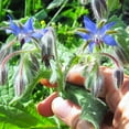 thumbnail image 4 of TomorrowSeeds - Borage Seeds - 200+ Count - For 2026 Planting Starflower Blue Purple Flower Tailwort, 4 of 9