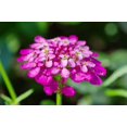 thumbnail image 6 of 1000 ROSE CARDINAL CANDYTUFT Iberis Umbellata Flower Seeds, 6 of 11