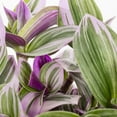 thumbnail image 2 of Better Homes & Gardens 2QT Green Variegated Tradescantia Live Annual Plant Sun, 2 of 7