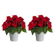 Better Homes & Gardens 3QT Red Poinsettia (2 Count) Live Plants with Decorative White Planter
