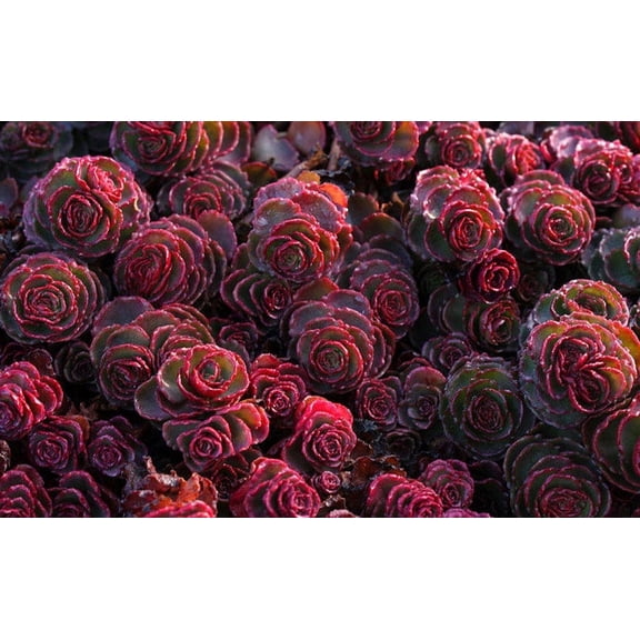 3 Dragon's Blood Sedum in 4 inch Containers-- This can be more green than red during certain times of the year.