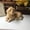 Khaki, variant on Realistic Plush Dog Toys, Cute Golden Retriever Stuffed Animal, Birthday Christmas Decor Gift for Family and Friends