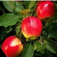 thumbnail image 3 of 2-3 ft Gala Apple Tree, 3 of 6