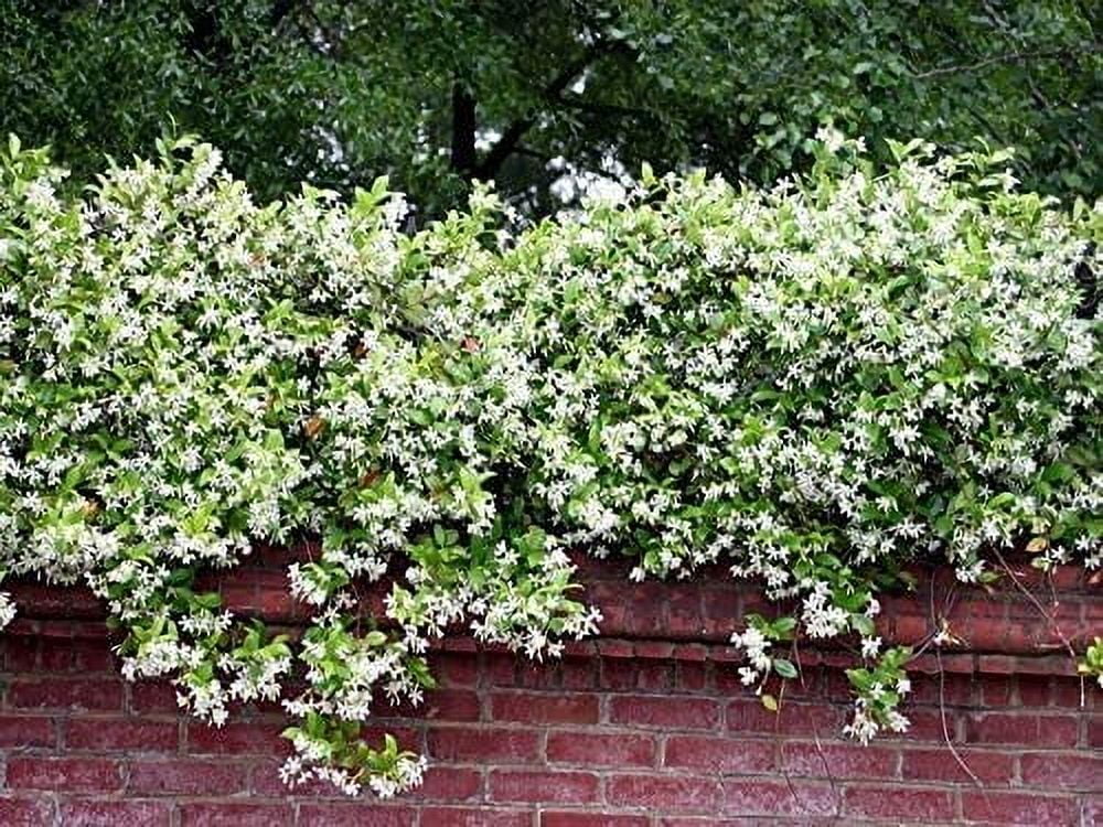 Confederate Jasmine Variegated - 3 Live Plants - Trachelospermum Jasminoides Variegatum - Fragrant Blooming Evergreen Vine