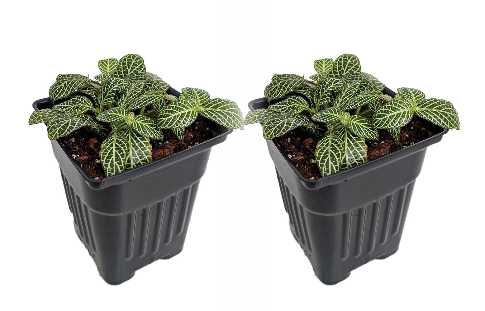 Silver Nerve Plant Fittonia verschaffeltii 3" Pots/2