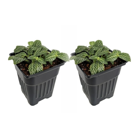 Silver Nerve Plant - Fittonia verschaffeltii - 3" Pots/2 Pack