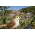 thumbnail image 5 of Hi-Line Gifts 6.25" Motion Activated Singing Nightingale Standing on Stump Outdoor Garden Statue, 5 of 8