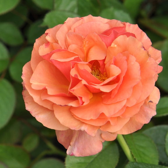 Anna's Promise Grandiflora Rose by Heirloom Roses - Multi Colored Rose Plant