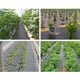 thumbnail image 3 of Tela de paisaje de barrera de malezas negras para jardín, invernadero, camas de flores 1.5x5 metros, 3 of 8