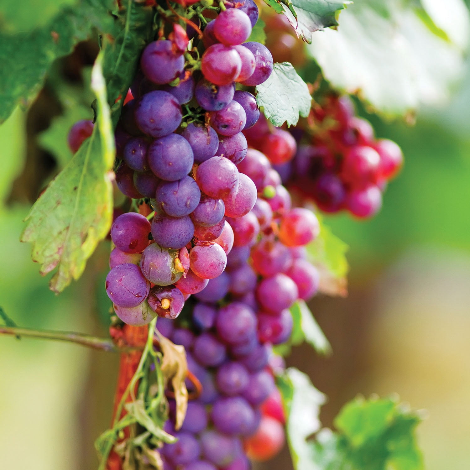 Expert Gardener Grape Collection Seedless (Set of 2 Dormant Bare Roots) Full Sun, Multi-Color, Perennial