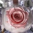 thumbnail image 2 of Mini rosa preservada Mina’an-flor eterna en cajita de regalo color Baby Pink, 2 of 4