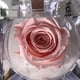 thumbnail image 2 of Mini rosa preservada Mina’an-flor eterna en cajita de regalo color Baby Pink, 2 of 4