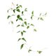 thumbnail image 2 of 1 UNID planta artificial decorativa con alambres de hierro Clematis Fake Clematis hoja vid para el hogar, 2 of 7