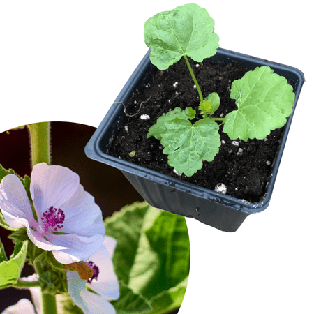 Marshmallow (Althaea officinalis) Organic Plant in 2.5-inch Pot by Smoke Camp Crafts - Marsh Mallow