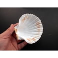 thumbnail image 6 of Set of 4 Large White Baking Scallop (3.5"-4") Restaurant Quality Real Seashells Beach Wedding Coastal Crafts and Decor, 6 of 6
