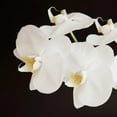 thumbnail image 3 of Susannah Tucker Photography 15x15 Black Modern Framed Museum Art Print Titled - Dramatic Orchid 2, 3 of 5