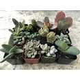 thumbnail image 2 of 2 inch Collection Of 12 Fully Rooted Unique Rare Succulent Plants, 2 of 4
