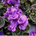 thumbnail image 2 of Purple African Violets Live Plant, Random Purple Flowers Streptocarpus, Indoor Flower Plants, Blooms All Year Round 4 Inch Pot, 2 of 6