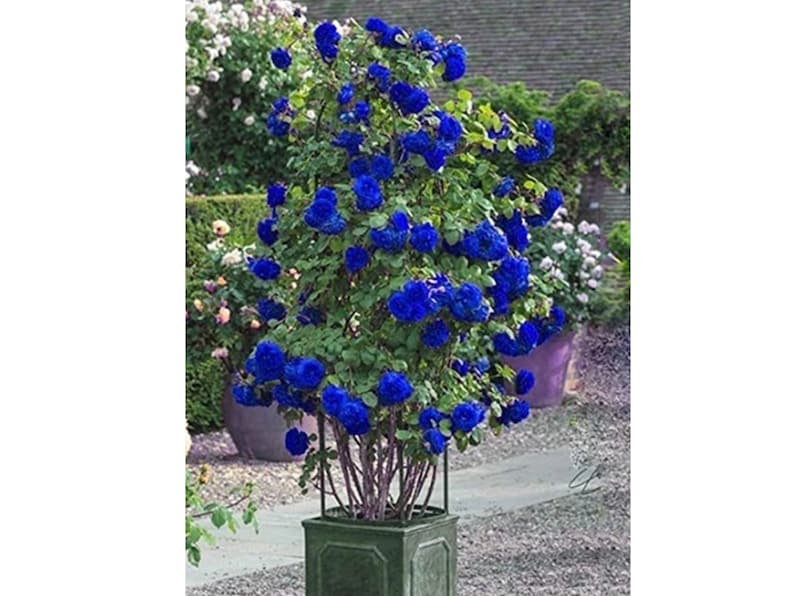 30 Seeds Blue Climbing Rose Seeds Perennial Mix Seeds Late Winter to Early Spring Planting Time
