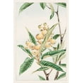 thumbnail image 2 of Morikaga, Megata 13x18 White Modern Wood Framed Museum Art Print Titled - Biwa loquat, 2 of 4