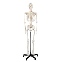 Metal Human Size Construct Axis Scientific Human Skeleton Model, 5'6