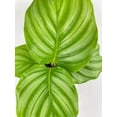 thumbnail image 4 of Bumble Plants Calathea Orbifolia - Full Live Colorful Houseplant in Nursery Pot, Easy Care, Indoor Plant for Beginners, 4 of 11