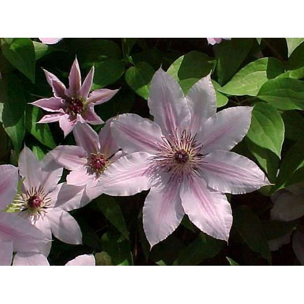 Nelly Moser Clematis Vine Perennial Pink Blooms 2.5" Pot