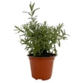 thumbnail image 1 of planta calibrachoa 5", 1 of 6