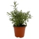 thumbnail image 1 of planta calibrachoa 5", 1 of 6