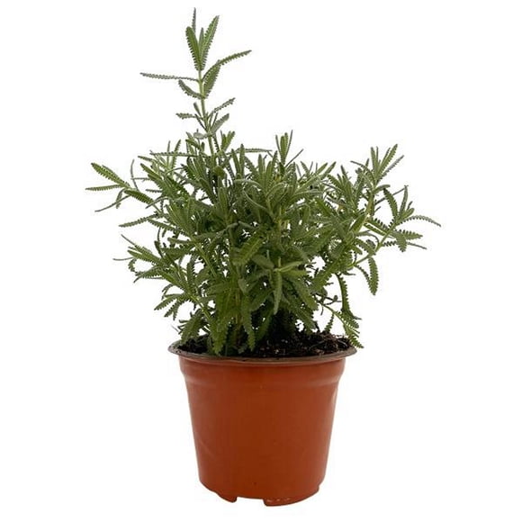 planta calibrachoa 5"