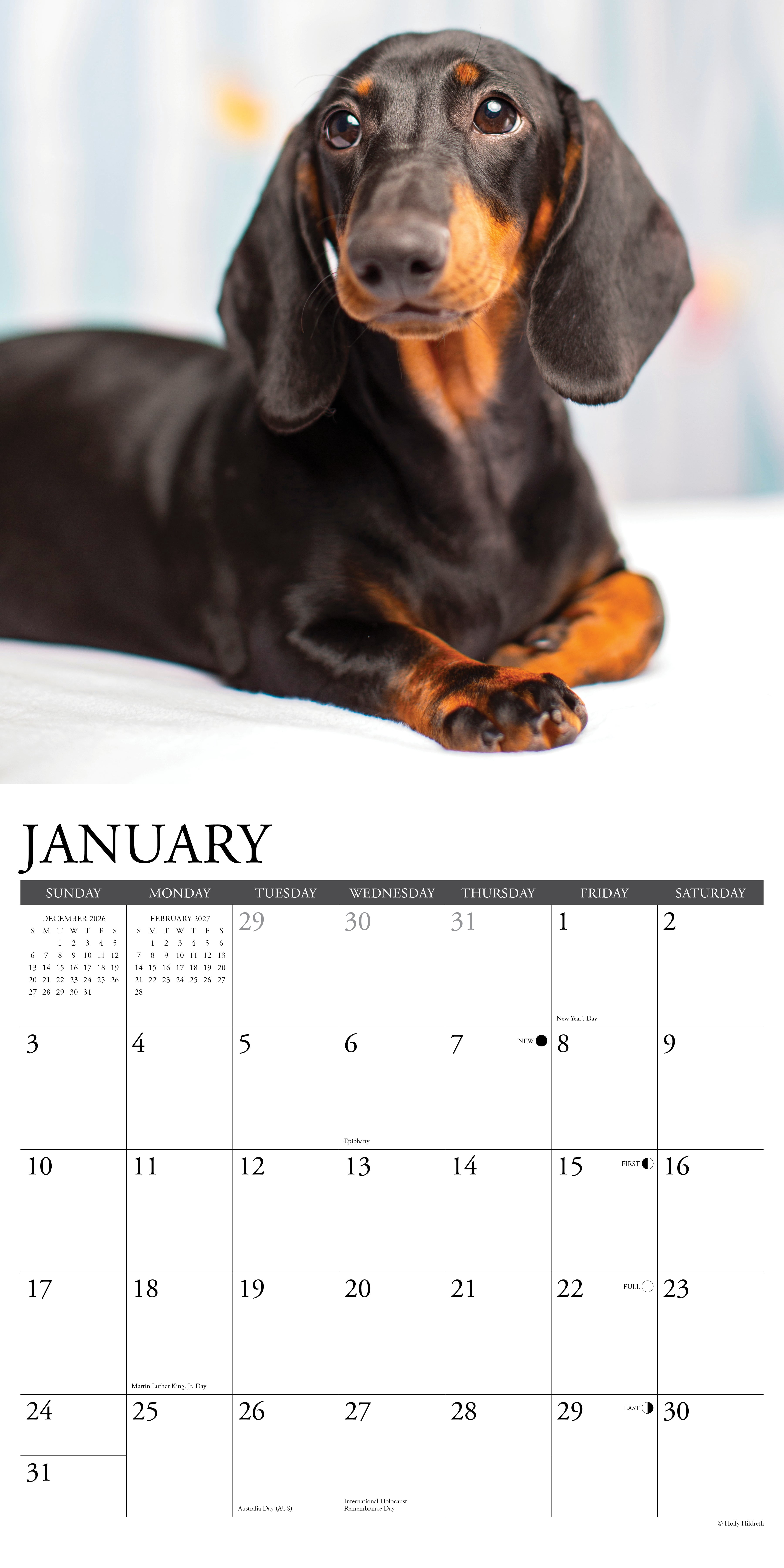 Willow Creek Press, Dachshunds 2027 Wall Calendar