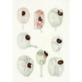 thumbnail image 2 of Charles Atwood Kofoid 18x24 Black Ornate Framed Double Matted Museum Art Print Titled: The Free-Living Unarmored Dinoflagellata Pl 12 (1921), 2 of 5