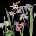 thumbnail image 2 of Jill, Susan 15x15 Black Ornate Wood Framed with Double Matting Museum Art Print Titled - Dusty Plum Botanical II, 2 of 4