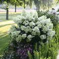 thumbnail image 5 of Bobo Hydrangea Plant, Compact Flowering Shrub with White and Pink Blooms, 5 of 10