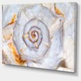 thumbnail image 2 of Great Skeleton of Sea Shell - Oversized Animal Wall Art, 2 of 3