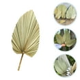 thumbnail image 6 of unbranded  Green Dried Palm Leaves Pu Fan Artificial Plant Natural Effect Leaf Decoration, 6 of 8