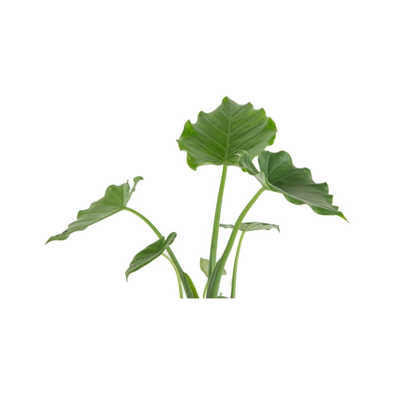Island Blooms Live Outdoor Alocasia Plant in 1.5 Pint Pot – 15