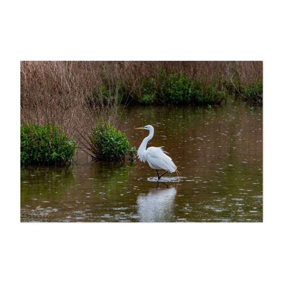 Common Egret in the Rain - York Pennsylvania Photography Wildlife Bird Nature Water Lake Scenic Wilderness Unframed Wall Art Print 4 x 6 inches