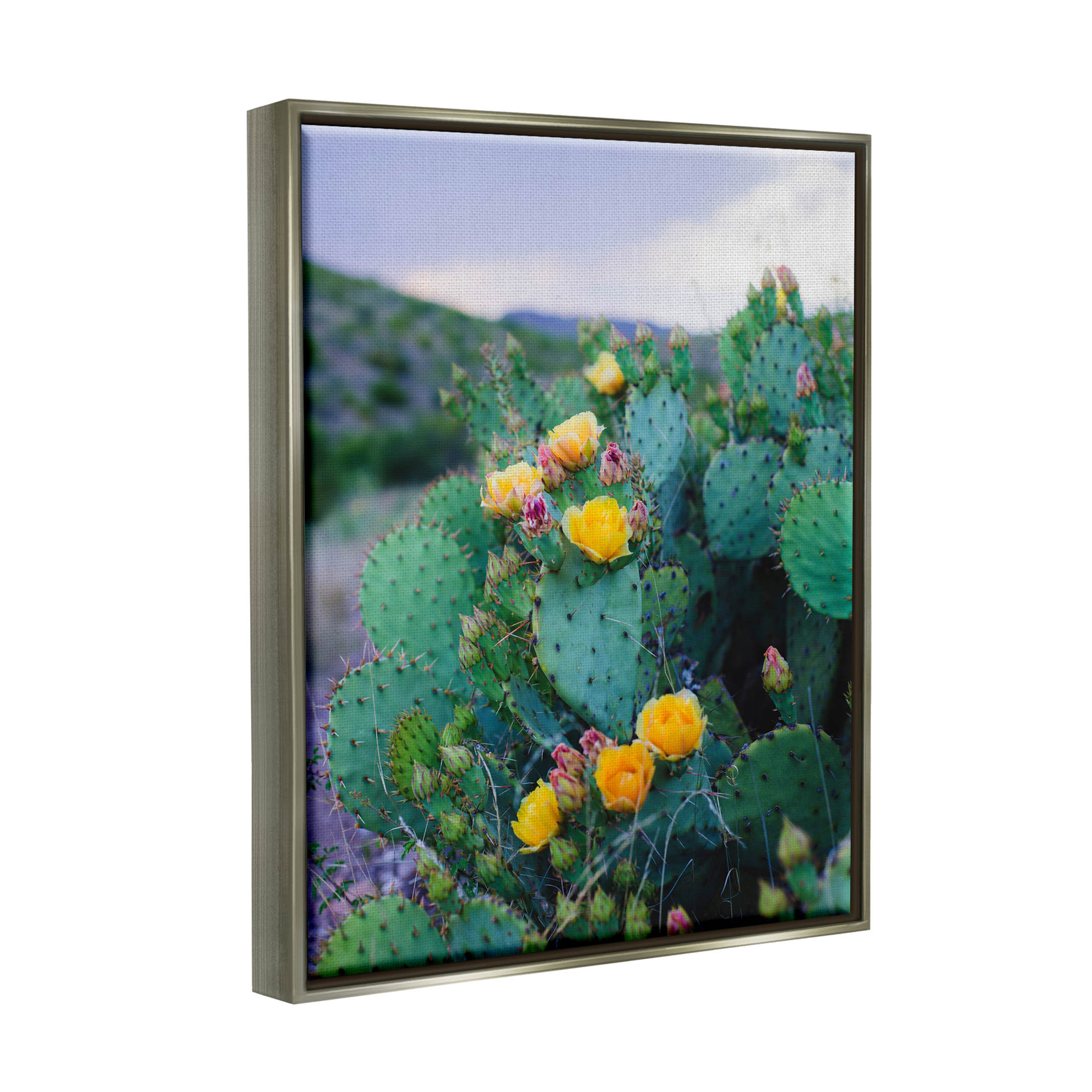 Stupell Industries Vivid Cactus Blossoms Photograph Luster Gray Floating Framed Canvas Print Wall Art, Design by Sonja Quintero