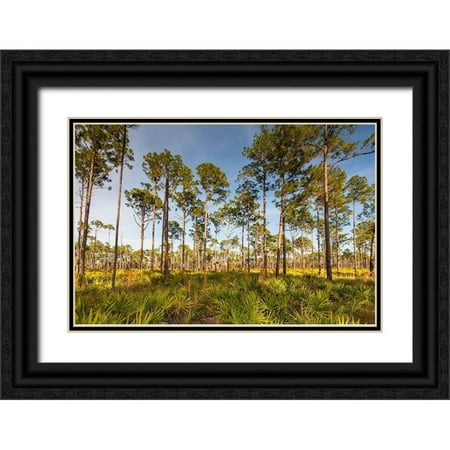 Richardson, Larry 32x23 Black Ornate Wood Framed with Double Matting Museum Art Print Titled - Florida pine forest is maintained by periodic-low intensity fires