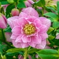 thumbnail image 2 of Wedding Party Multi-Color Double Flowering Lenten Rose Hellebore Mixture Perennial Starter Plant - 1 starter plant per offer, 2 of 4