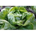 thumbnail image 3 of Plant Good Seed Buttercrunch Lettuce Seeds: Full Sun Annual, Organic Heirloom, Dark Green Leaves, 3 of 5