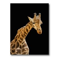 Designart ' Portrait of A Giraffe On Black Background II ' Farmhouse Canvas Wall Art Print