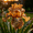 C, variant on Premium Perennial - Iris Bulbs/Roots - Low Maintenance - Ideal for Garden Borders, Plant Hangers