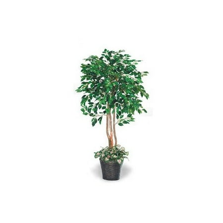 Labs Inc. 66'' Underplanted Green Ficus