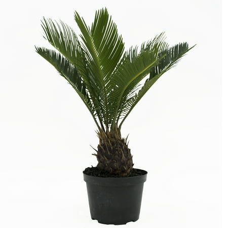 Delray Plants Sago Palm (Cycas revoluta) Easy to Grow Live House Plant, 6-inch Grower
