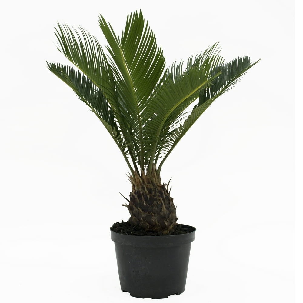 Costa Farms Live Indoor 12in. Tall Green Sago Palm Tree, Full Sun