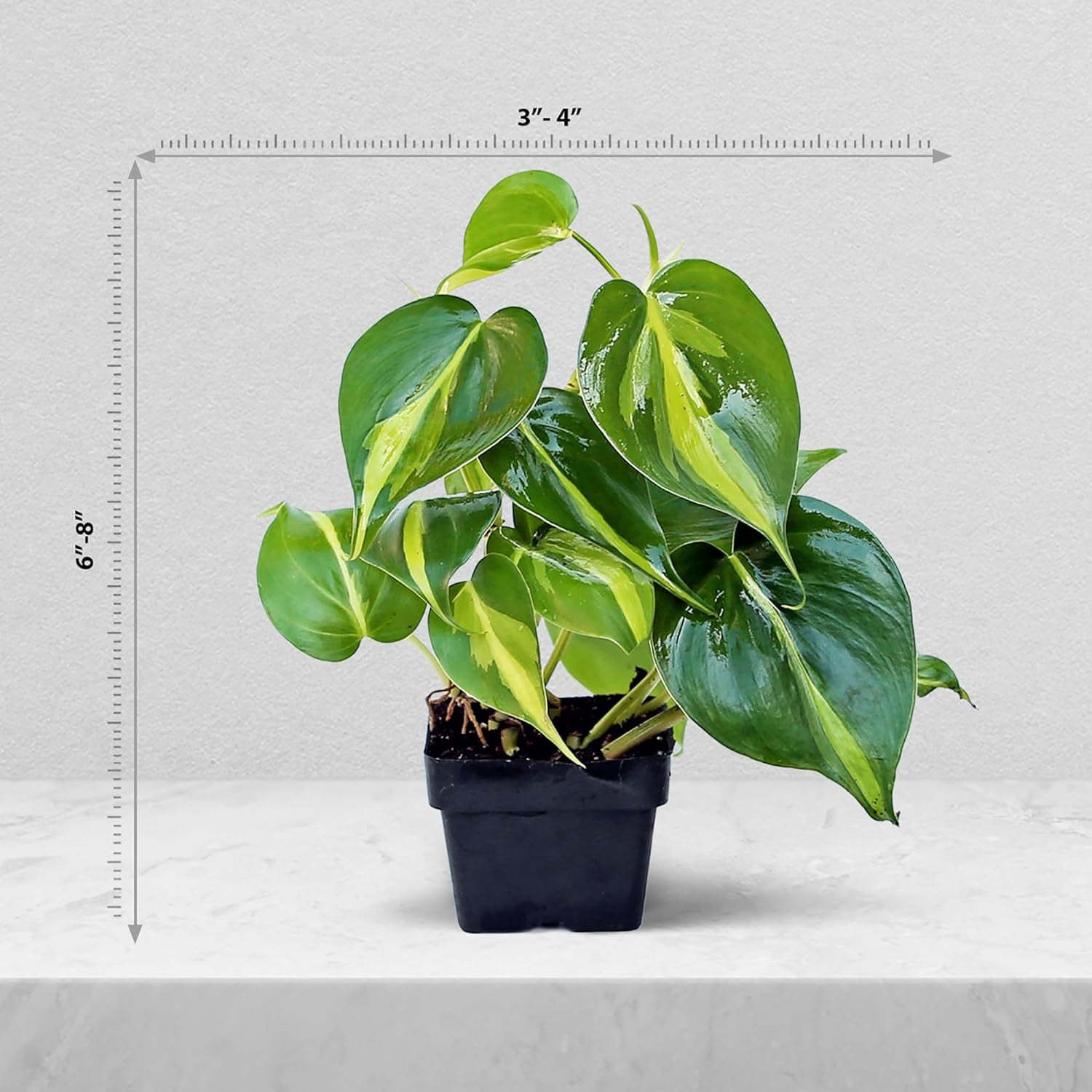 6 Pack Live Brazilian Philodendron Scandens Brazil, Philodendron Live Plant Bundle in 3 Inch Pots, Philodendron Brasil Houseplants, Variegated Indoor Live Plants