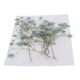 thumbnail image 5 of Conjunto de flores de aliento de bebé naturales y secas, surtidas y coloridas para manualidades de vidrio. Verde, 5 of 9